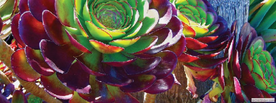 aeonium1