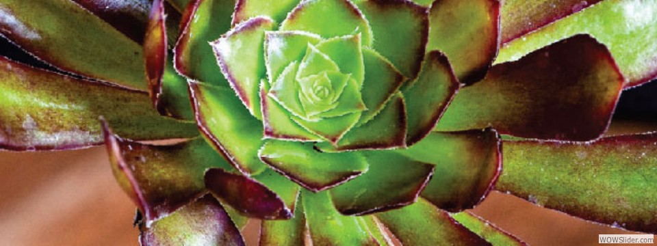 aeonium2