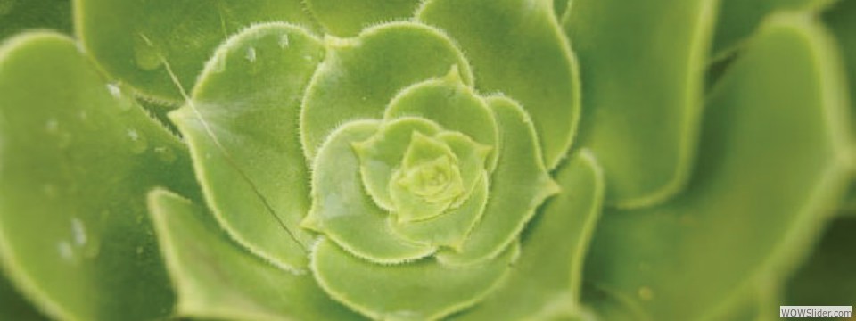 aeonium3
